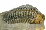 Large Crotalocephalina Trilobite - Atchana, Morocco #372405-1